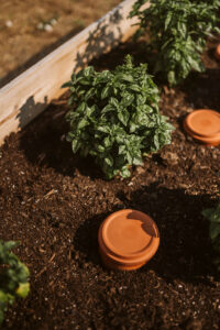 How to cut your garden watering by up to 70%